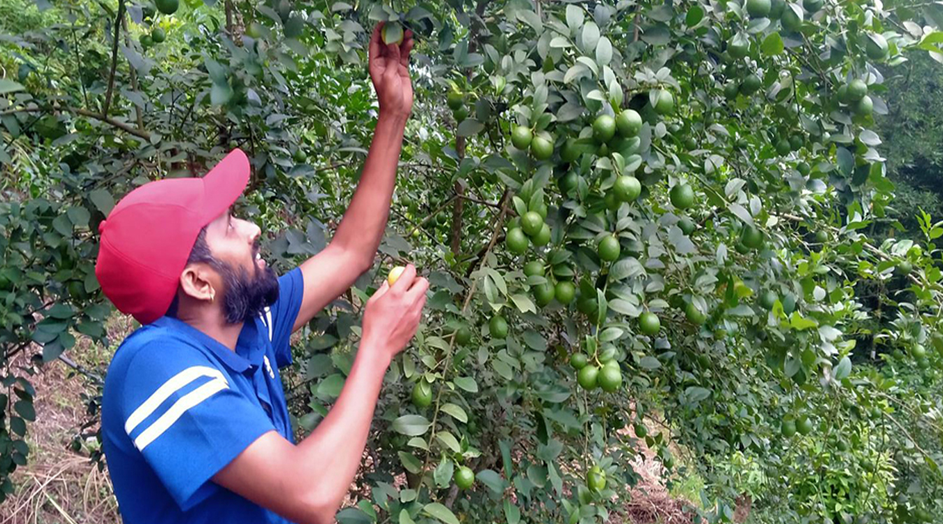 बाँझिएकोे जमिनलाई फाँडेर रहरलाग्दो कागतीखेती