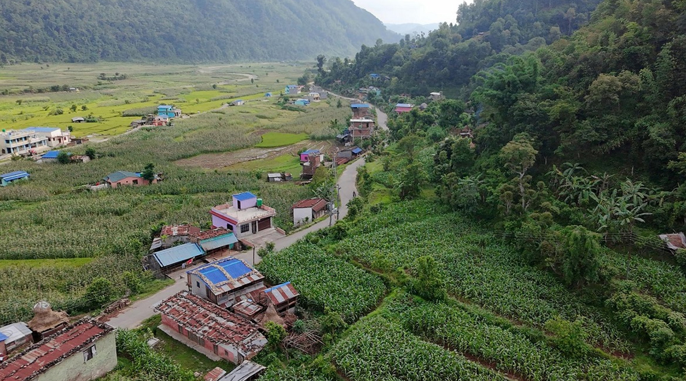 चार हजारभन्दा बढी क्षेत्रफलमा मकै बीउ प्रवद्र्धन कार्यक्रम सञ्चालन