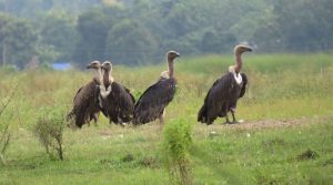 गिद्धको सङ्ख्या बढेपछि संरक्षणकर्मी उत्साहित
