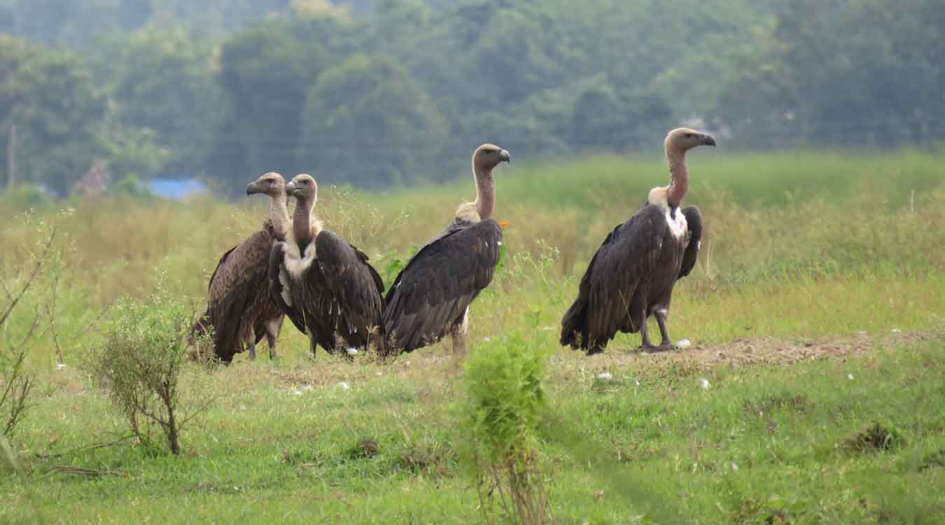गिद्धको सङ्ख्या बढेपछि संरक्षणकर्मी उत्साहित