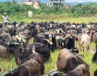 दसैँका लागि मुस्ताङ हुँदै भक्तपुरमा च्याङ्ग्रा ल्याइयो