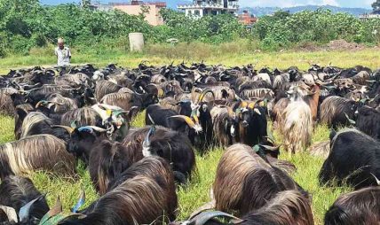 दसैँका लागि मुस्ताङ हुँदै भक्तपुरमा च्याङ्ग्रा ल्याइयो