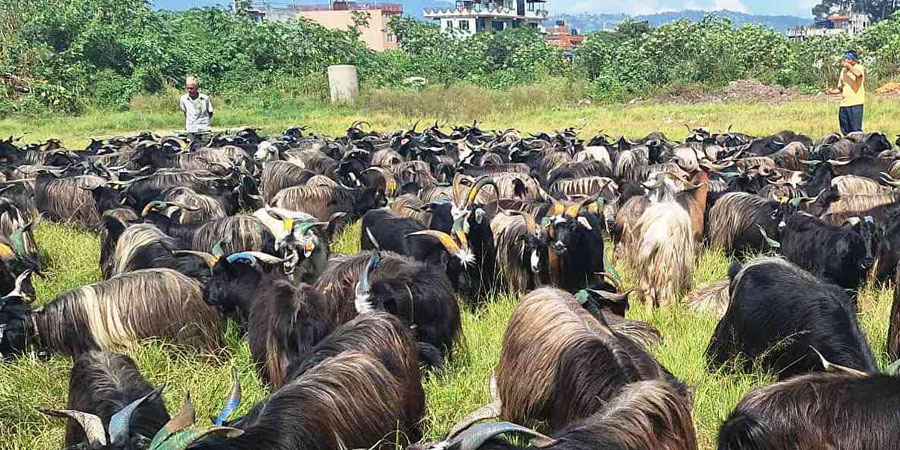 दसैँका लागि मुस्ताङ हुँदै भक्तपुरमा च्याङ्ग्रा ल्याइयो