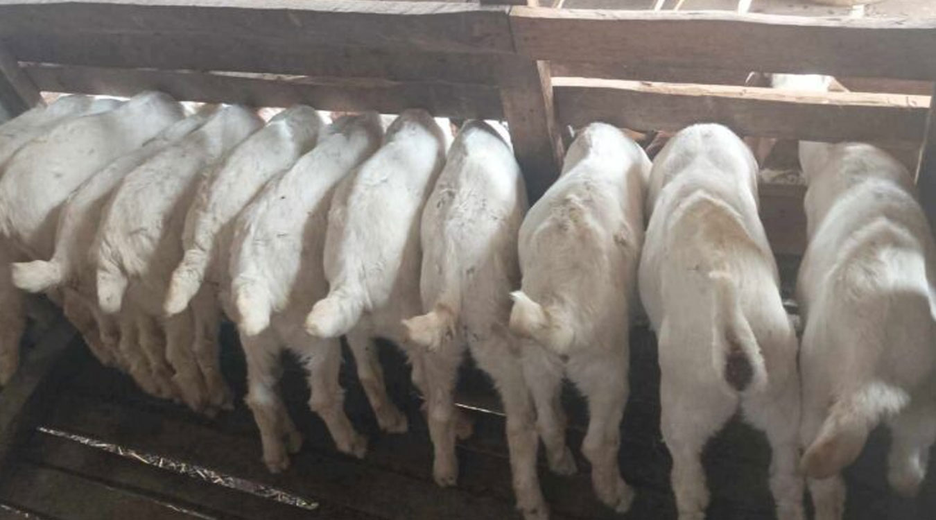 वर्षौंदेखि विदेशमा श्रम गरिरहेको ब स्नेत गाउँमै फर्किएर व्यावसायिक कृषिबाट मनग्य आम्दानी