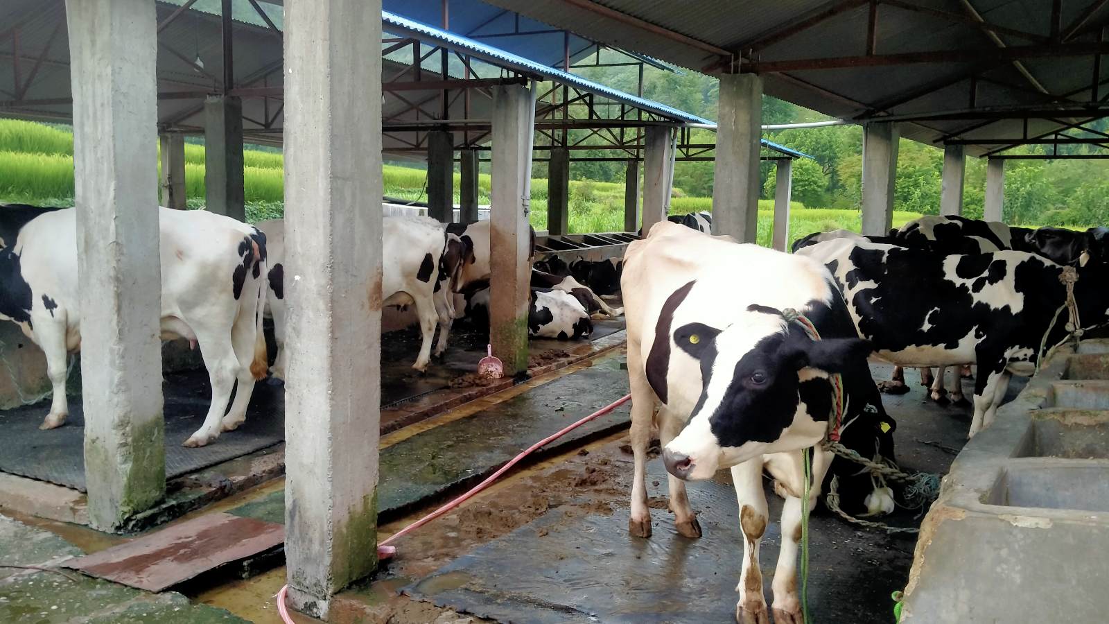 गाईपालनबाट मनग्य आम्दानी