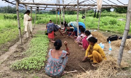 सामूहिक खेतीबाट मनग्य आम्दानी गर्दै दाङका महिला