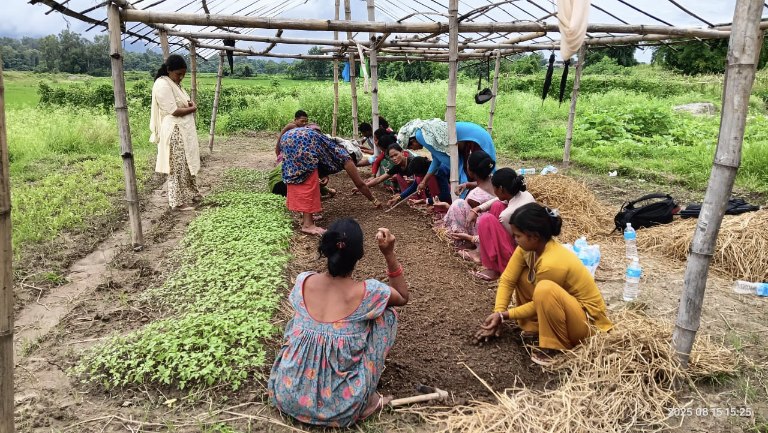 सामूहिक खेतीबाट मनग्य आम्दानी गर्दै दाङका महिला
