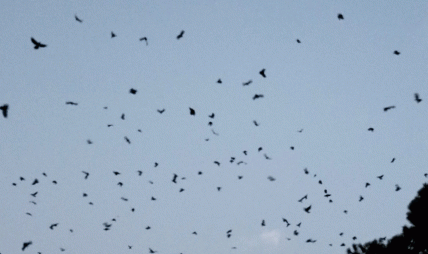 उपत्यकामा बर्डफ्लु सर्नुमा मुख्य कारक काग