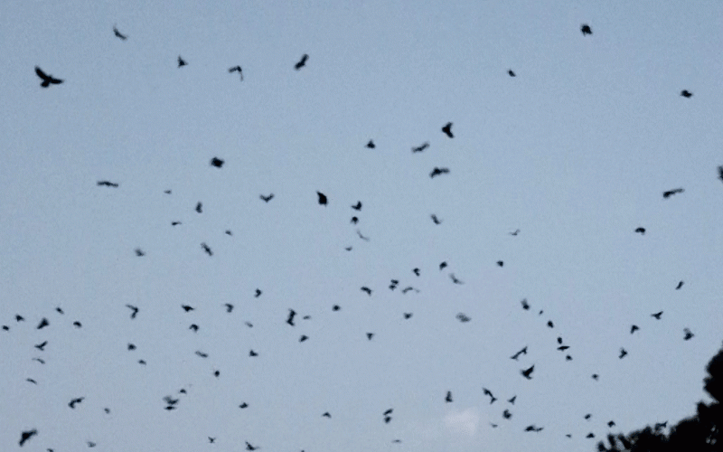 उपत्यकामा बर्डफ्लु सर्नुमा मुख्य कारक काग