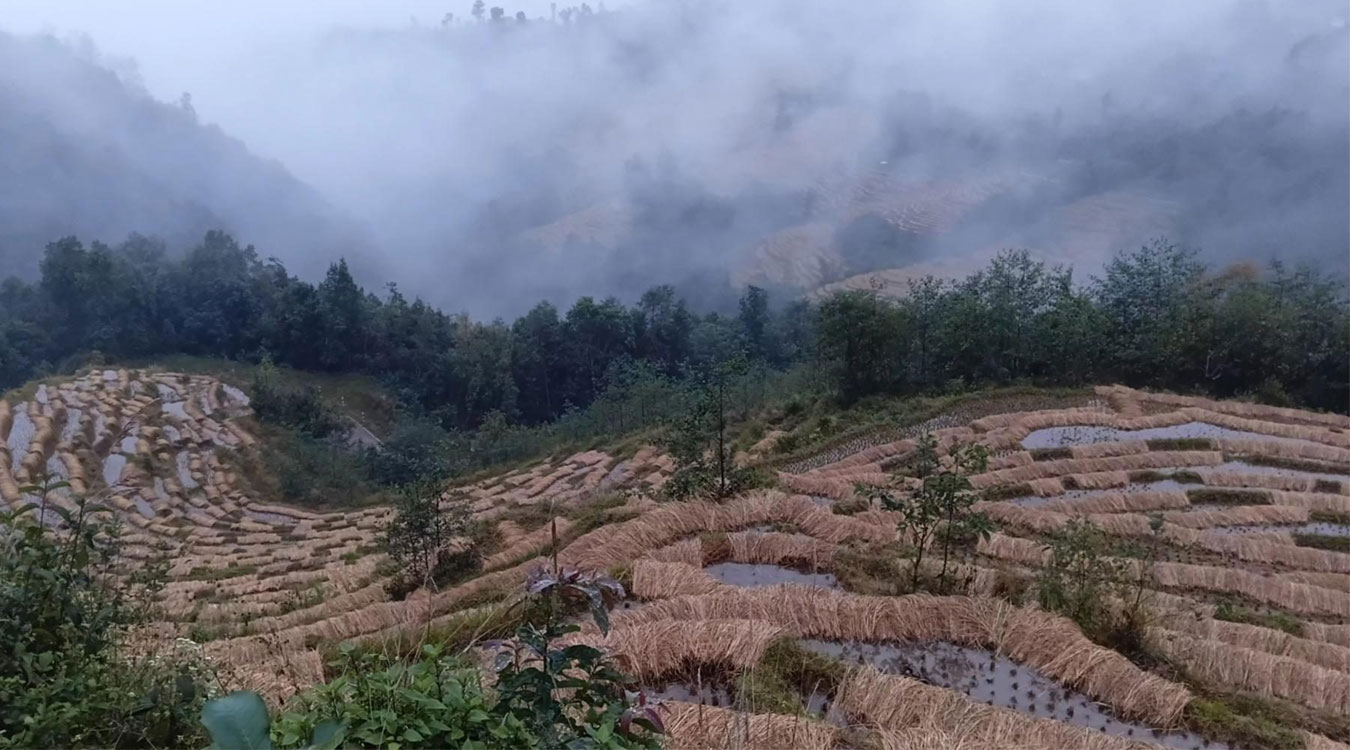 धान थन्क्याउन नपाउँदा किसान चिन्तित