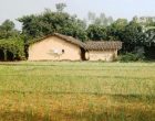 लसुन रोपेर आम्दानी गर्दै पिपलाडीका किसान