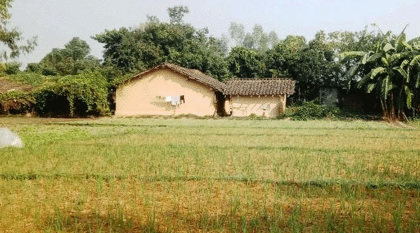 लसुन रोपेर आम्दानी गर्दै पिपलाडीका किसान लसुन रोपेर आम्दानी गर्दै पिपलाडीका किसान