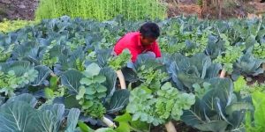 तरकारी खेतीमा लागेका राई भन्छन्–माटो र पसिनाले दिने आम्दानीमै सन्तुष्ट छु