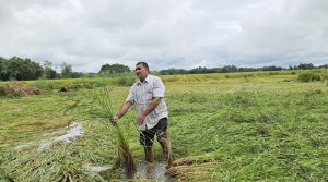 बेमौसमी वर्षाले सुनसरीमा दुई अर्ब बढीको कृषिउपज नष्ट