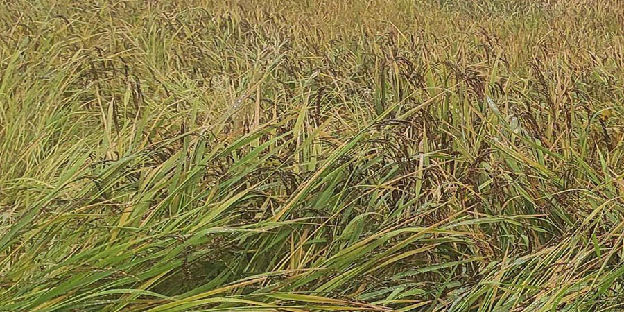 पाकेर थन्क्याउन लागिएको धानबालीमा वर्षाले क्षति गरेपछि खोटाङका कृषक चिन्तित