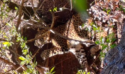 पासोमा चितुवा पासोमा चितुवा