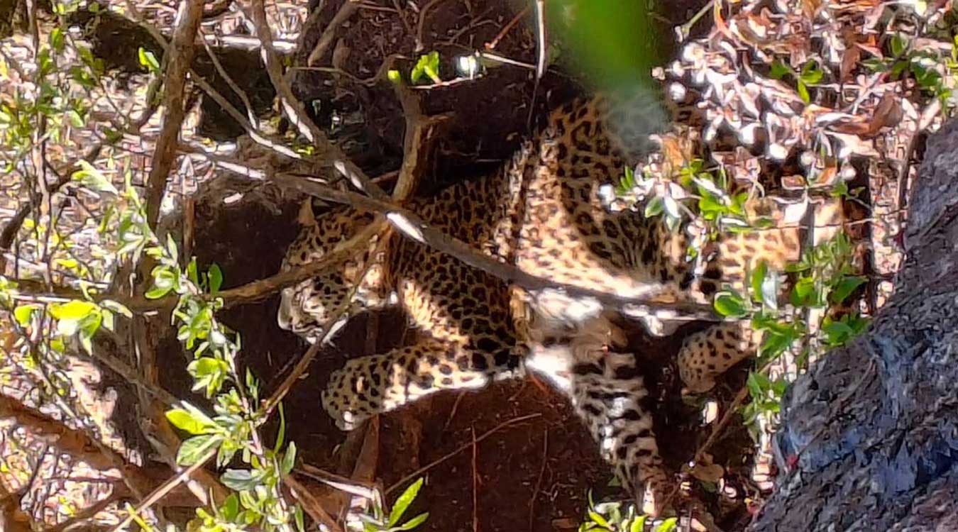 पासोमा चितुवा