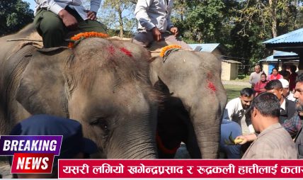 यसरी कतार पाठाइयो सौराहमा हुर्केका खगेन्द्र प्रसाद र रूद्रकली हात्ती यसरी कतार पाठाइयो सौराहमा हुर्केका खगेन्द्र प्रसाद र रूद्रकली हात्ती