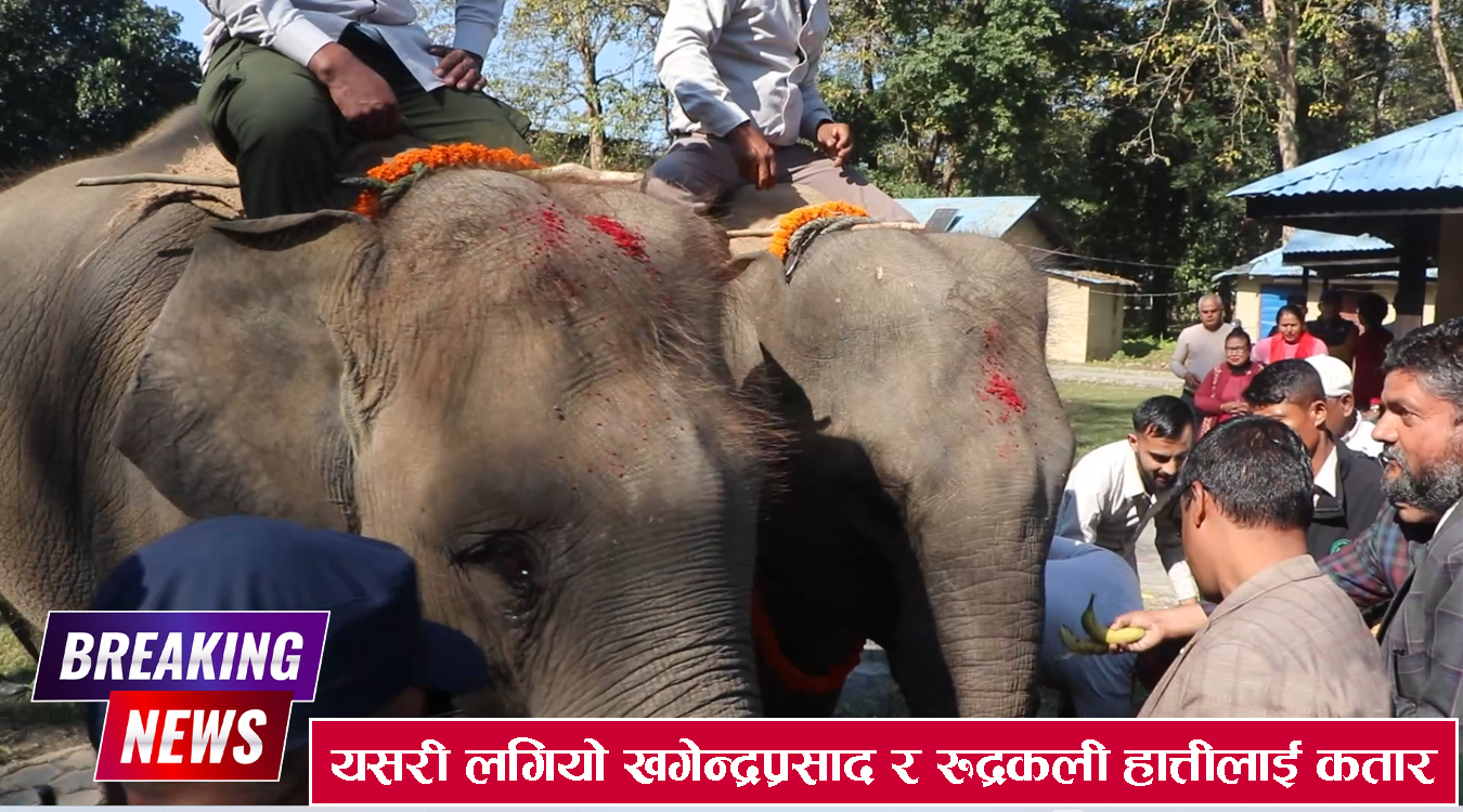 यसरी कतार पाठाइयो सौराहमा हुर्केका खगेन्द्र प्रसाद र रूद्रकली हात्ती