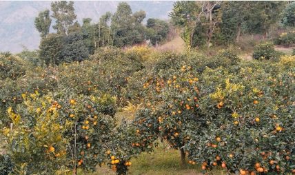 रामेछापका जुनार किसानको सक्रियता बढ्यो रामेछापका जुनार किसानको सक्रियता बढ्यो