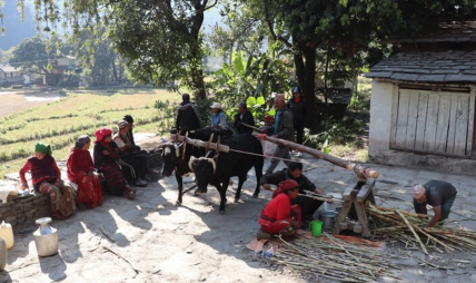 निरन्तर चल्दै छ कोलमा उखु पेल्ने चलन