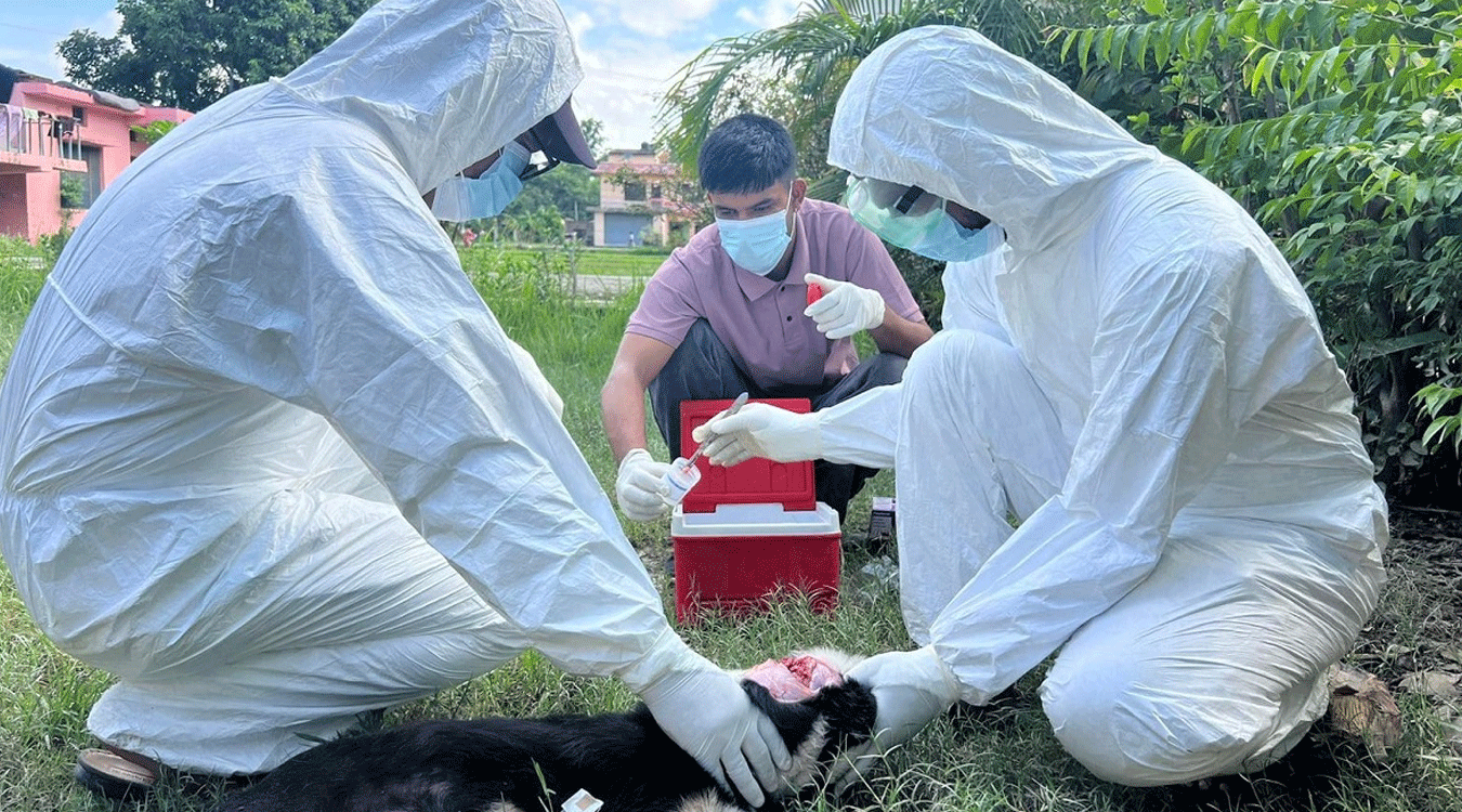 सुदूरपश्चिममा रेबिज सङ्क्रमणको चुनौती बढ्दो