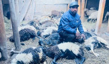 मुस्ताङमा हिउँ चितुवाको आक्रमणबाट १९ भेडा मरे मुस्ताङमा हिउँ चितुवाको आक्रमणबाट १९ भेडा मरे