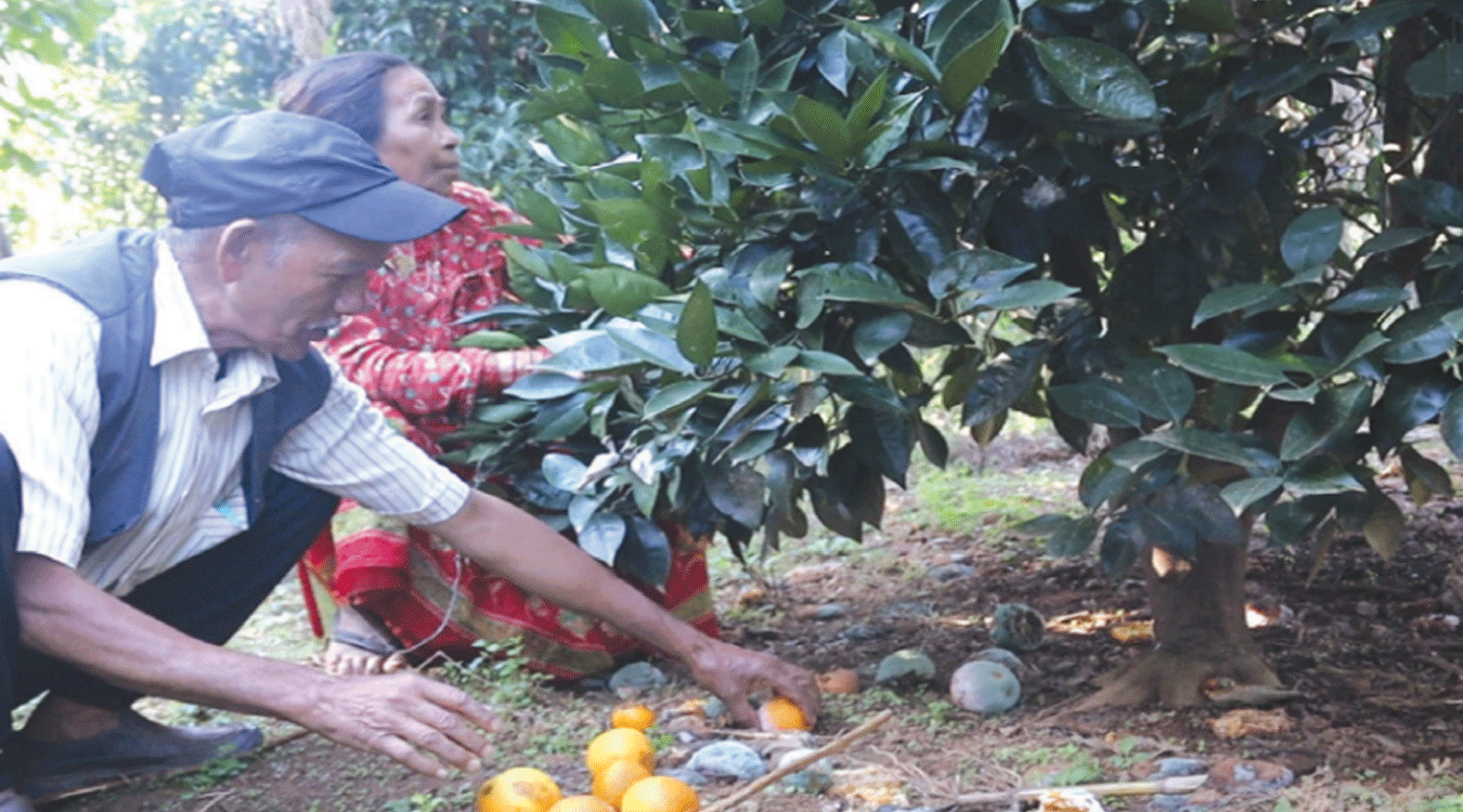 टिप्ने बेलाको सुन्तलामा कीरा लागेपछि कृषक चिन्तित