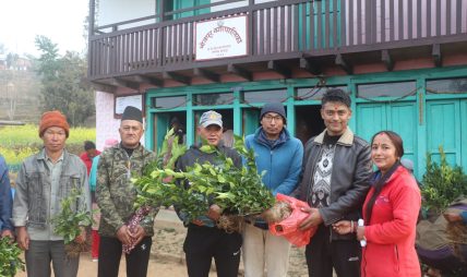 उन्नत जातका सुन्तलाका बेर्ना वितरण