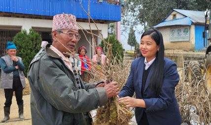 मैवाखोलाद्वारा किबीका बिरुवा वितरण