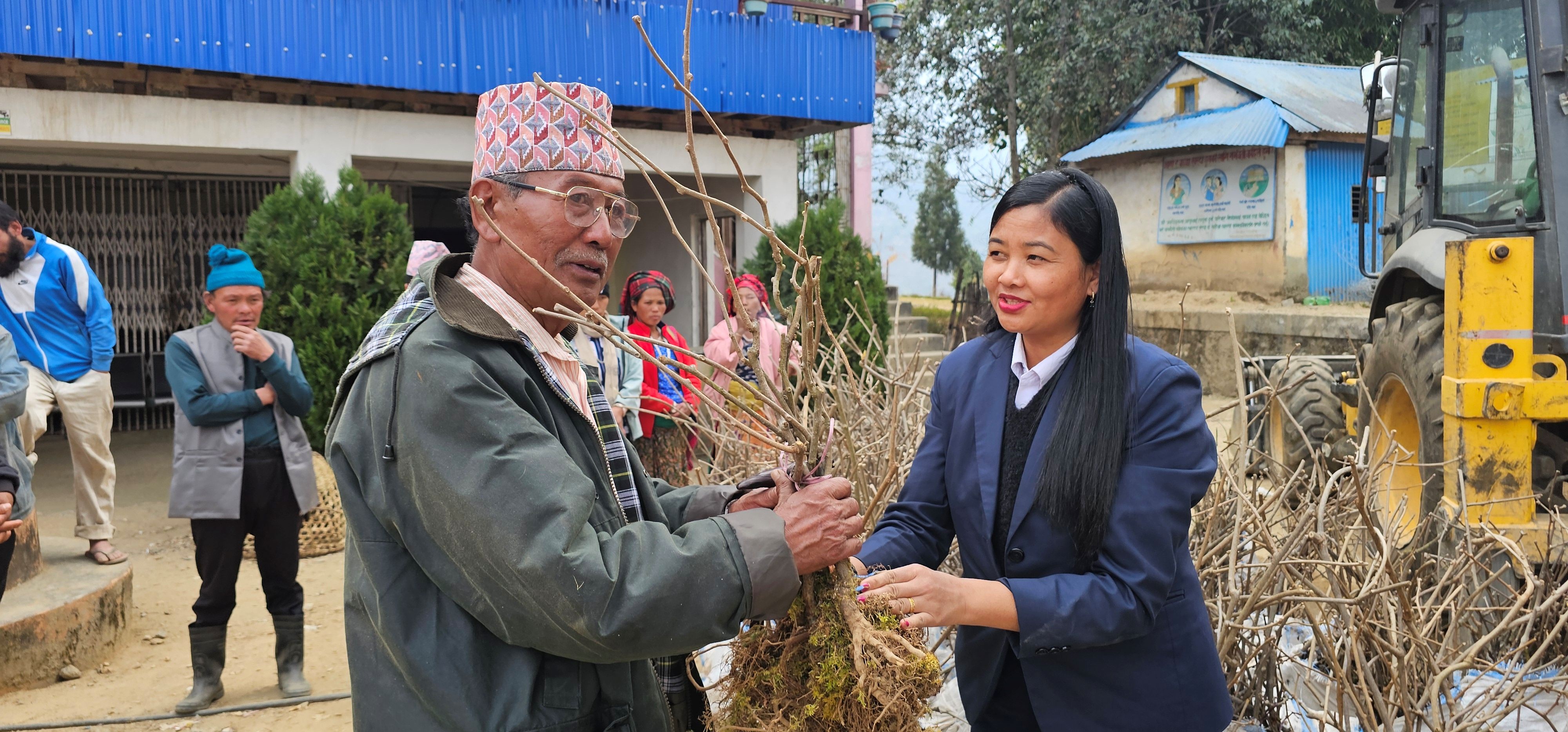 मैवाखोलाद्वारा किबीका बिरुवा वितरण