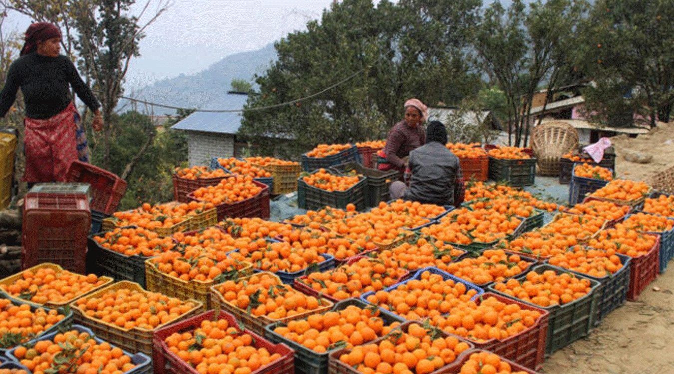 सुन्तला बेचेर तनहुँका कृषकले भित्र्याए करोडौँ