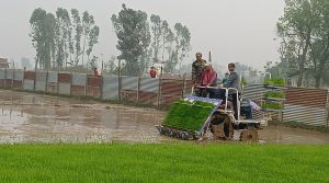 मेसिनबाट धान रोपाइँमा किसानको आकर्षण