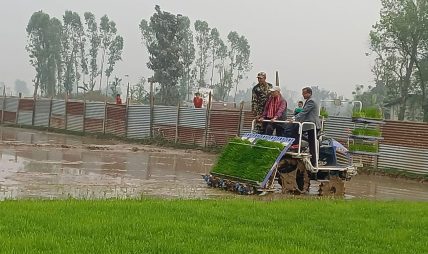 मेसिनबाट धान रोपाइँमा किसानको आकर्षण