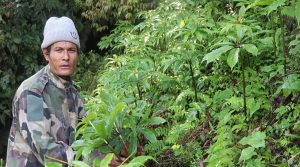 आर्थिक समृद्धिको आधार जडीबुटीः प्रशोधन र ‘ब्रान्डिङ’मा जोड