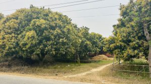 यसवर्ष आँपमा राम्रो मञ्जरी, उत्पादन बढ्ने अपेक्षा