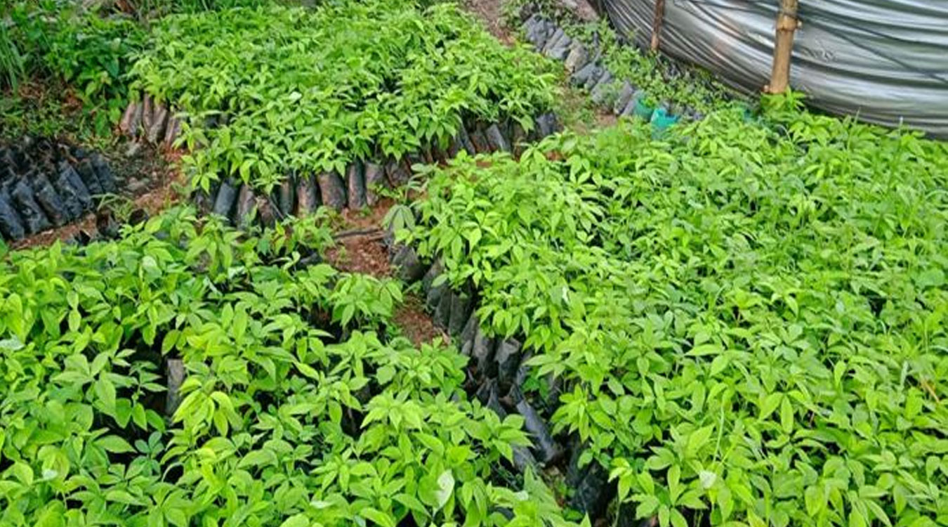 सिप्लीकान संरक्षण गरी आम्दानी गर्दै कृषिउद्यमी खनाल