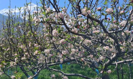 स्याउका बोट सेताम्मे