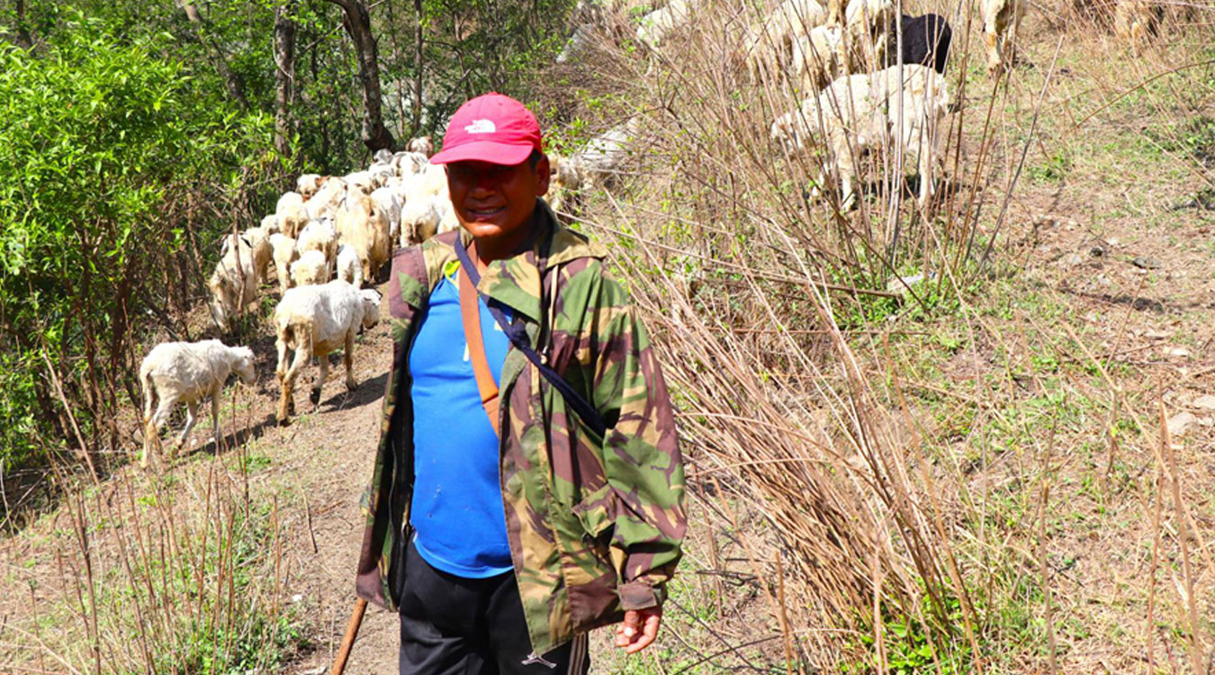 करिब रु एक करोड लगानी गरेर भेडाबाख्रा फार्म खोलेका हिमबहादुर