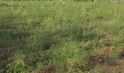 आश्रम व्यवस्थापन गर्न कुरिलो खेती