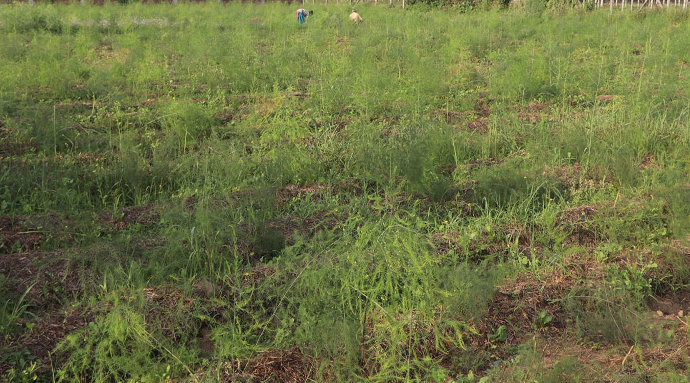 आश्रम व्यवस्थापन गर्न कुरिलो खेती