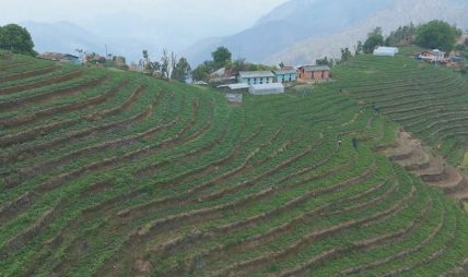 आलुखेतीबाट आत्मनिर्भर बन्दै यहाँका किसान, वार्षिक दुई करोडको निर्यात
