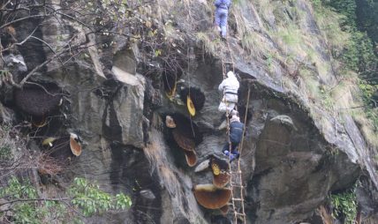 साइत हेराएर मात्र यसरी गरिन्छ भिर मौरीको शिकार !