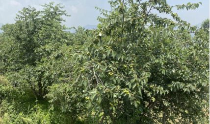 असिनाको असरः ‘बुद्धचित्त’को गुणस्तर खस्कनेमा किसानको चिन्ता असिनाको असरः ‘बुद्धचित्त’को गुणस्तर खस्कनेमा किसानको चिन्ता