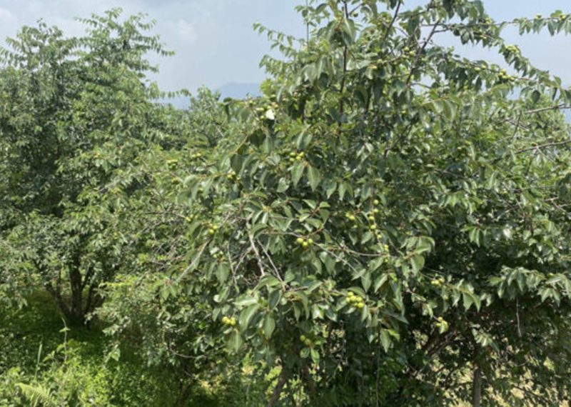 असिनाको असरः ‘बुद्धचित्त’को गुणस्तर खस्कनेमा किसानको चिन्ता