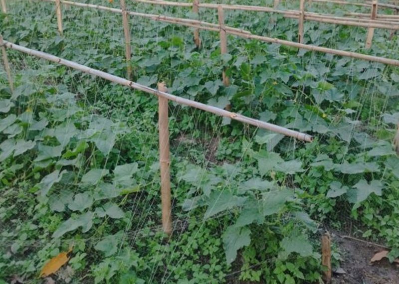 ‘पहिले खानेपानी हुँदैनथ्यो, अहिले तरकारीखेती विस्तार’