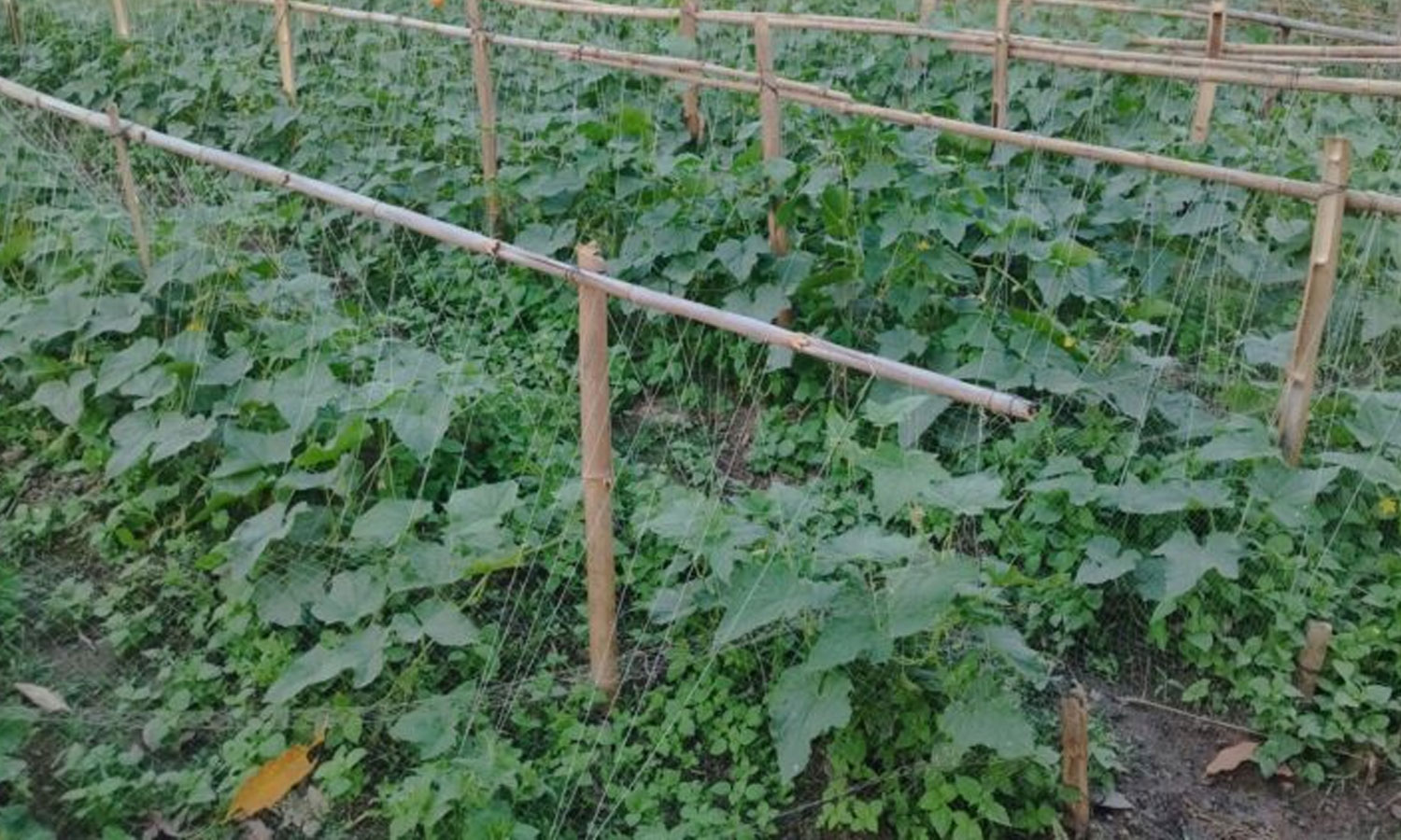 ‘पहिले खानेपानी हुँदैनथ्यो, अहिले तरकारीखेती विस्तार’