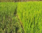 तनहुँका धानबालीमा मरुवा रोग, स्थलगत प्राविधिक अनुगमन सुरु
