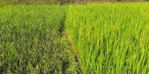 तनहुँका धानबालीमा मरुवा रोग, स्थलगत प्राविधिक अनुगमन सुरु