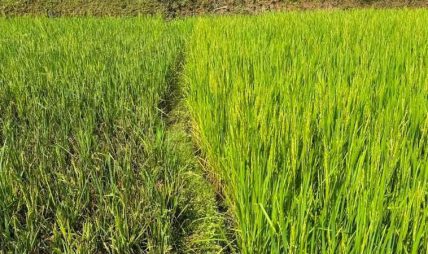 तनहुँका धानबालीमा मरुवा रोग, स्थलगत प्राविधिक अनुगमन सुरु